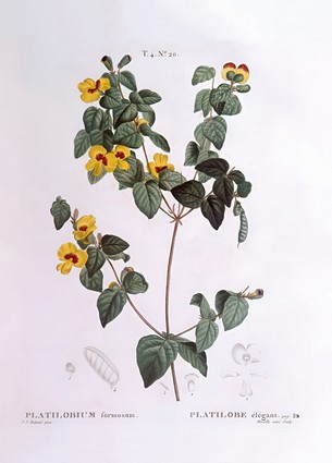 Листівка Pierre Joseph Redoute - Handsome flat-pea (Platylobium formosum), фото 1