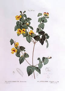Листівка Pierre Joseph Redoute - Handsome flat-pea (Platylobium formosum)