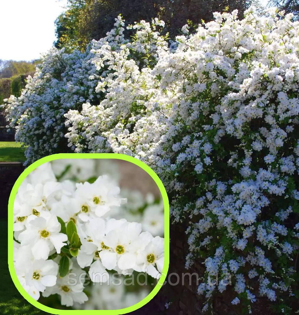 Екзохорда Зе Брайд \ Exochorda macrantha 'The Bride' (саджанці 3 роки) С2