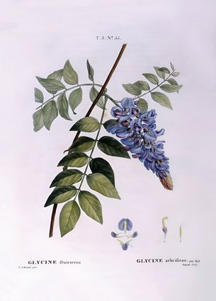 Листівка Pierre Joseph Redoute - Glycine (Glycine frutescens), Henry Louis Duhamel du Monceau, фото 1
