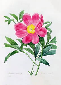 Листівка Pierre Joseph Redoute - Gentiane Sans Tige