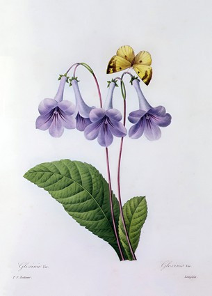 Листівка Pierre Joseph Redoute - Gloxinia, фото 1