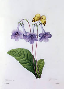 Листівка Pierre Joseph Redoute - Gloxinia
