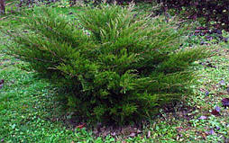 Ялівець середній Mint Julep 4 річний, Ялівець середній Мінт Джулеп Juniperus media / pfitzeriana Mint Julep, фото 2