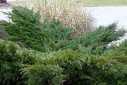 Ялівець середній Mint Julep 4 річний, Ялівець середній Мінт Джулеп Juniperus media / pfitzeriana Mint Julep, фото 3