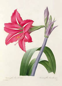 Листівка Pierre Joseph Redoute - Amaryllis bresiliensis (Brazilian amaryllis), engraved by Victor, c.1827-33