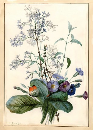 Листівка Pierre Joseph Redoute - A Bouquet of Flowers with Insects, фото 1