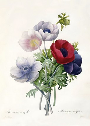 Листівка Pierre Joseph Redoute - Anenome Simple, фото 1