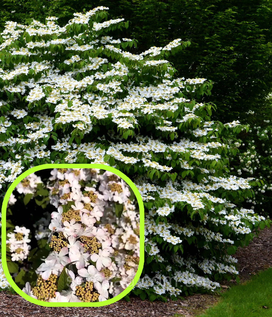Калина складчаста Кіліманджаро \ Viburnum plic. Kilimandjaro' (саджанці 3 роки С3 - С5л)