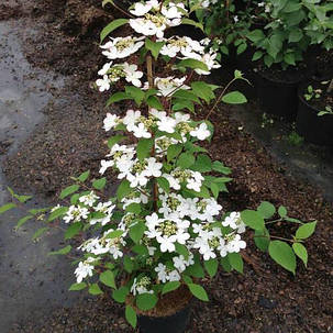 Калина складчаста Кіліманджаро \ Viburnum plic. Kilimandjaro' (саджанці 3 роки С3 - С5л), фото 3