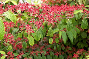 Калина складчаста Кіліманджаро \ Viburnum plic. Kilimandjaro' (саджанці 3 роки С3 - С5л), фото 5