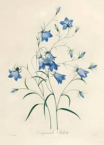 Листівка Pierre Joseph Redoute - Bluebells, 1827-33