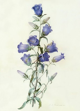 Листівка Pierre Joseph Redoute - Campanula: Medium (Canterbury Bell), 1787, фото 1