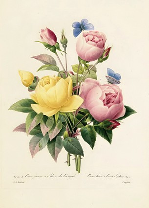 Листівка Pierre Joseph Redoute - Variety of Yellow Roses and Bengal Roses, engraved by Langlois, фото 1