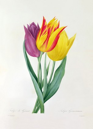 Листівка Pierre Joseph Redoute - Tulipa Gesneriana, фото 1