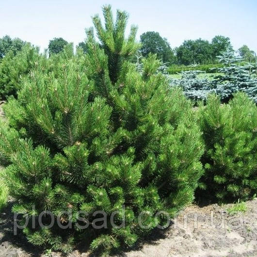 Сосна nigra Maritima С5