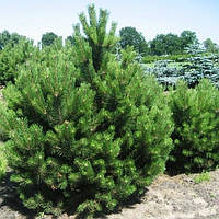 Сосна nigra Maritima С5