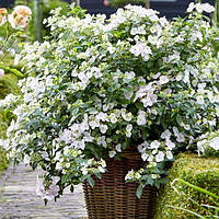 Гортензія ампельна Runaway Bride С2
