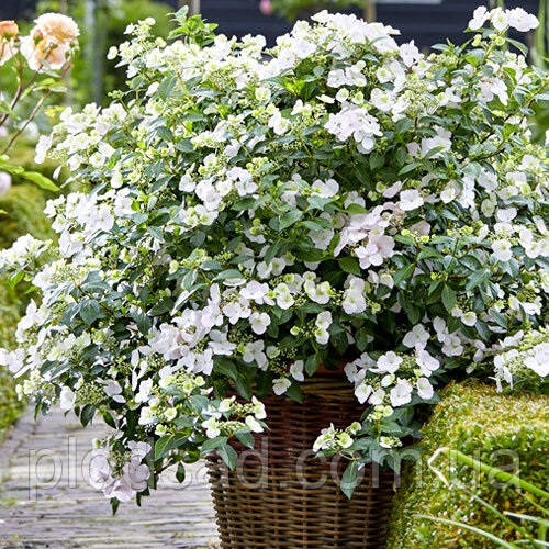 Гортензія ампельна Runaway Bride С2