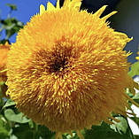 Соняшник махровий Ведмежатко 1г / Hem Zaden, фото 5