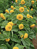 Соняшник махровий Ведмежатко 1г / Hem Zaden, фото 4