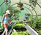 Теплиця садова для дому та дачі, Готові дачні парники Holla Garden Польща 6м2 (300х200х200) Shopik, фото 3