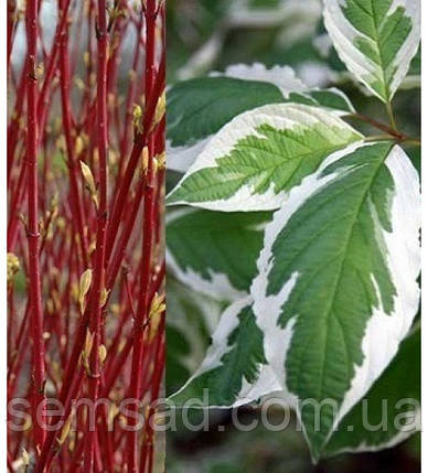 Дерен білий Елегантісіма \ Cornus alba elegantissima' (саджанці 2 роки), фото 3