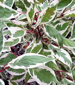 Дерен білий Елегантісіма \ Cornus alba elegantissima' (саджанці 2 роки)