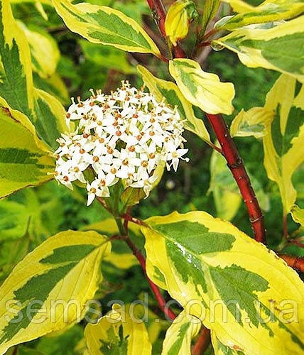 Дерен білий Гоулчауті \ Cornus alba 'Gouchaultii' (саджанці 3 роки)