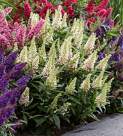 Буддлея Давида "Літл Вайт" \ Buddleja davidii Little White (саджанці 3 роки) С2