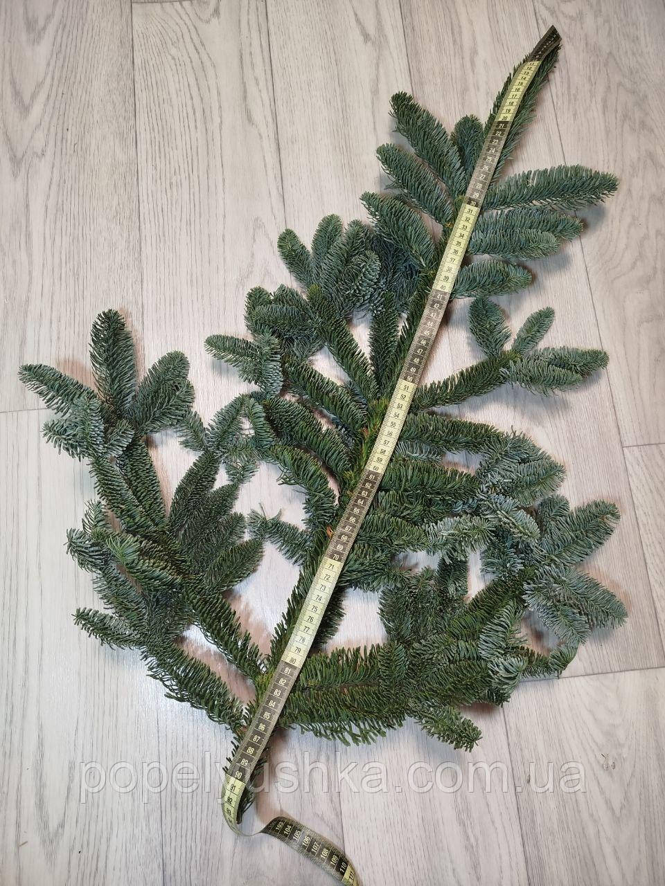 Гілочка ялинки Нобіліс 55-60 см, фото 1