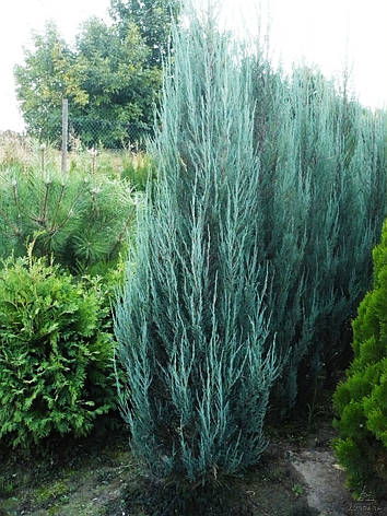 Ялівець скельний Blue Arrow 4 річний 70-80см, Ялівець скельний Блю Арроу, Juniperus scopulorum Blue Arrow, фото 1