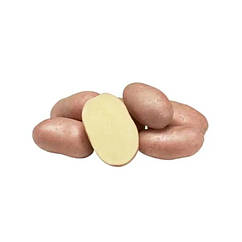 Насіннєва картопля Коразон (1 репродукція) Agrico 2,5 кг/пач — ПРЕДЗАМОВЛЕННЯ 2025