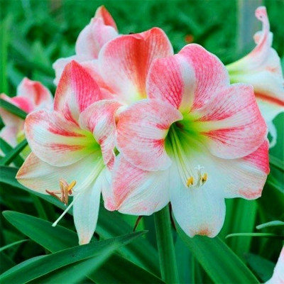 Амариллис Apple Blossom