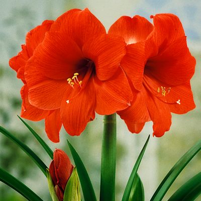 Амариліс Orange Souvereign
