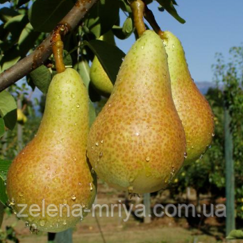 Груша Абат Фетель (осіннього терміну дозрівання), фото 1