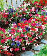 Запашний горошок