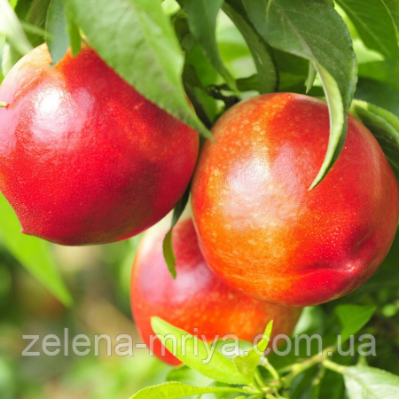 Нектарин Фантазія (пізнього терміну дозрівання), фото 1