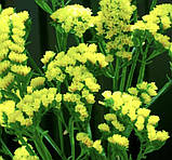 Статиця виїмчаста Золотий берег 0.1г / Hem Zaden, фото 4