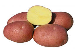 Насіннєва картопля Беллароса (1 репродукція) ранньостигла Agrico 2,5 кг/пач.