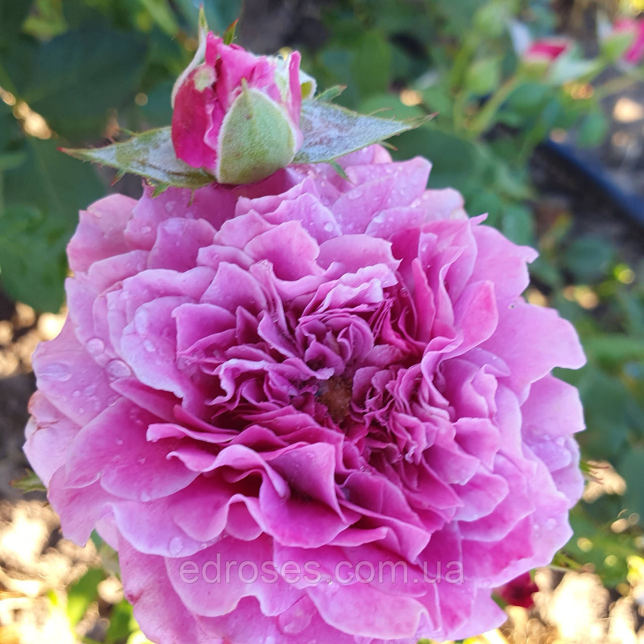 Юме Мурасакі (Yume murasaki, Purple Dream ), фото 1