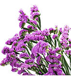 Статиця виїмчаста Рожеве сяйво 0.1 г  / Hem Zaden, фото 3