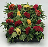 Целозія гребінчаста Піжон 0.1г / Hem Zaden, фото 2