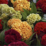 Целозія гребінчаста Піжон 0.1г / Hem Zaden, фото 3