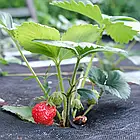 Агроволокно чорне для мульчування ТМ Agreen 50 г/м2 3.2×10 м, фото 6