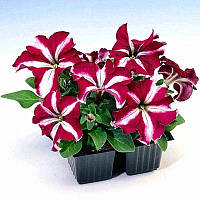 Петунія ампельна Ізі Вейв Бургундська зірка F1 | Pan American США 50 драже