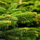 ЖИВА НОВОРІЧНА ЯЛИНА НОРДМАНА, ВИСОТА 1.5-1.75 м. З АВСТРІЇ ТА ДАНІЇ, фото 4