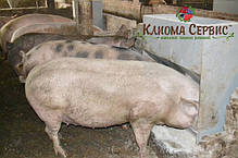 Годівниця для свиней, бункерна I-секційна (1-10 голів), фото 4