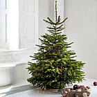 ЖИВА НОВОРІЧНА ЯЛИНА НОРДМАНА, ВИСОТА 1.5-1.75 м. З АВСТРІЇ ТА ДАНІЇ, фото 6