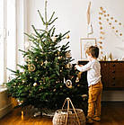 ЖИВА НОВОРІЧНА ЯЛИНА НОРДМАНА, ВИСОТА 1.5-1.75 м. З АВСТРІЇ ТА ДАНІЇ, фото 5